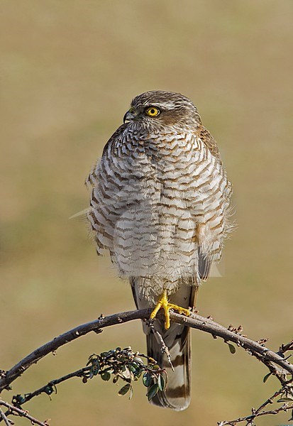 Eurasian sparrowhawk; Sperwer stock-image by Agami/Alain Ghignone,