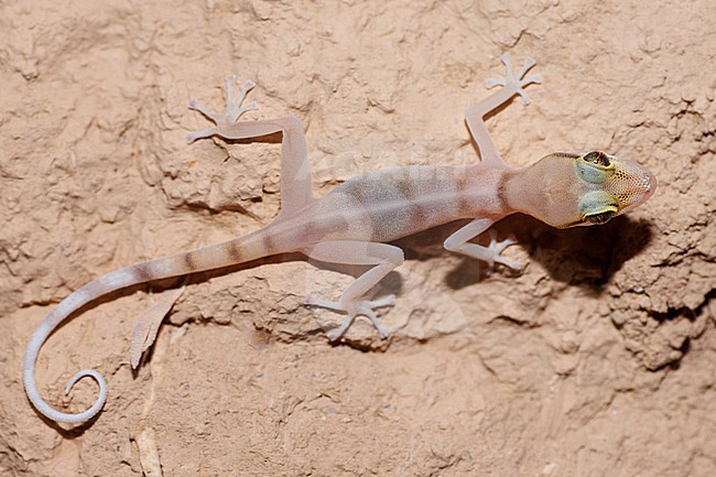 Gallagher's Gecko (Asaccus gallagheri) taken the 03/03/2023 at Tanuf - Oman. stock-image by Agami/Nicolas Bastide,