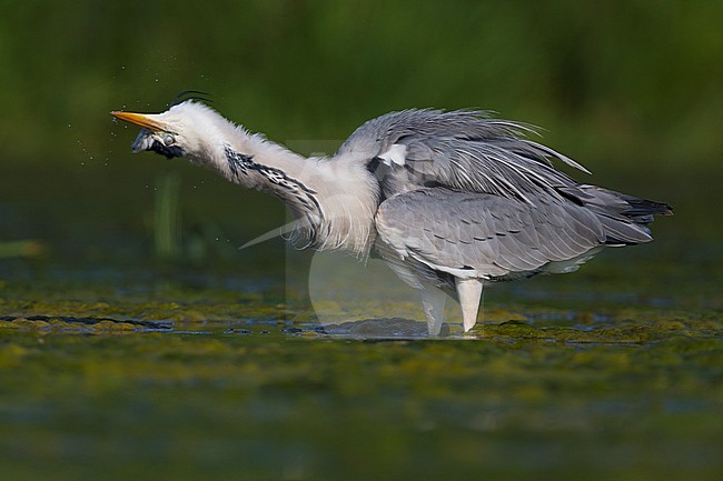 Grey Heron (Ardea cinerea), adult shaking itself stock-image by Agami/Saverio Gatto,