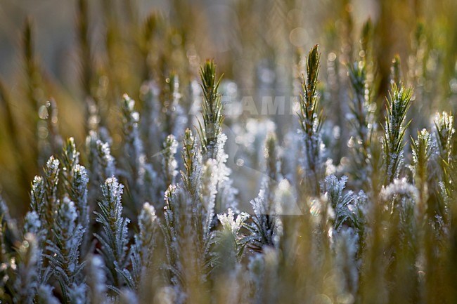 Berijpt mos in Olde Maten; Moss with frost in Olde Maten stock-image by Agami/Theo Douma,