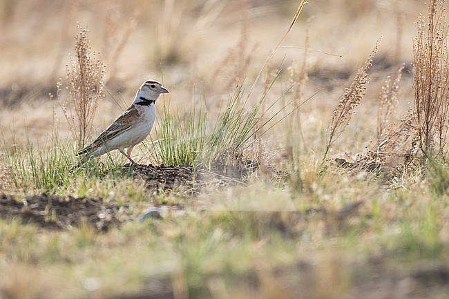 Adult Mongolian Lark (Melanocorypha mongolica), Russia. On the Russian Steppes. stock-image by Agami/Ralph Martin,