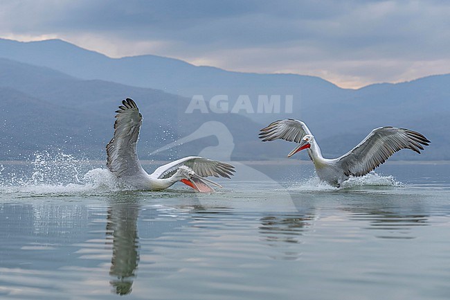 Dalmatian Pelican (Pelecanus crispus) feeding on fish on lake Kerkini in Greece. stock-image by Agami/Marcel Burkhardt,