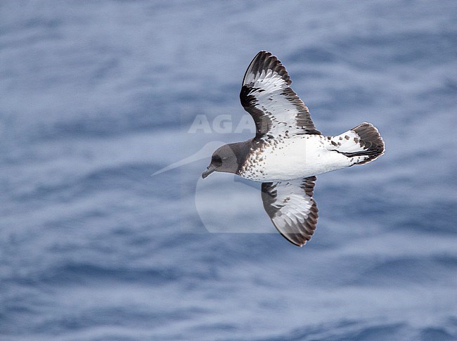 Cape Petrel (Daption capense australe) at sea in the Pacific Ocean of subantarctic New Zealand. Also called the Cape or Pintado Petrel. stock-image by Agami/Marc Guyt,