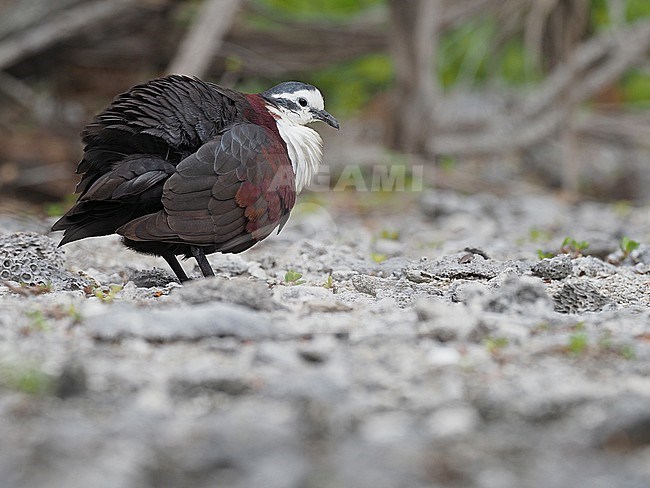 Polynesian Ground Dove (Pampusana erythroptera) walking on the ground. Endemic endangered doves species to the Tuamotus in French Polynesia. stock-image by Agami/James Eaton,