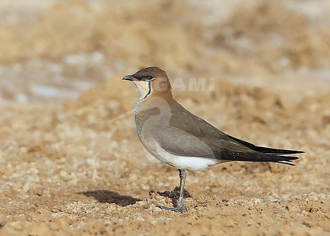 Adult Black-winged Pratincole, Glareola nordmanni, during spring migration at Jahra Pools Nature Reserve - Kuwait. stock-image by Agami/Aurélien Audevard,