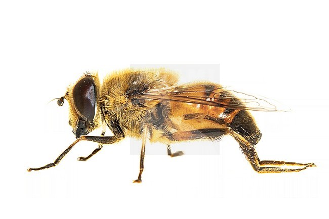 Drone fly, Blinde bij, Eristalis tenax stock-image by Agami/Wil Leurs,