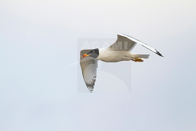 Pallas's Gull - Fischmöwe - Larus ichthyaetus, Oman, adult in summerplumage stock-image by Agami/Ralph Martin,