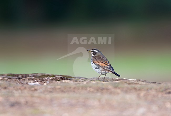 Bruine Lijster; Dusky Thrush stock-image by Agami/Marc Guyt,