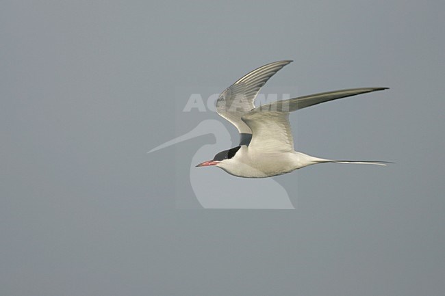 Noordse Stern in de vlucht; Arctic Tern in flight stock-image by Agami/Menno van Duijn,