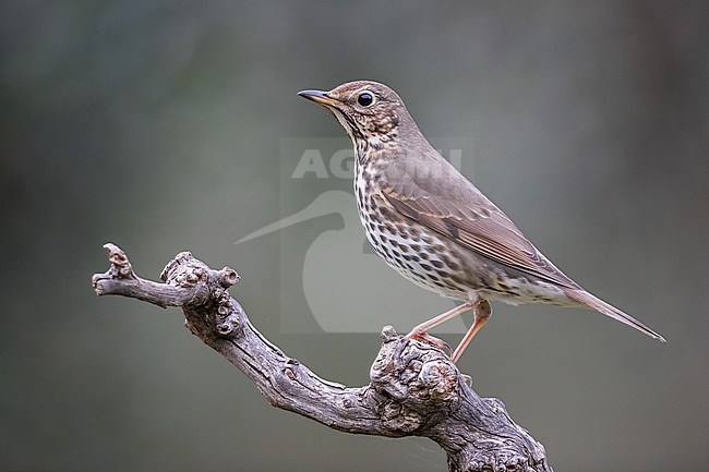 First-winter Song Thrush (Turdus philomelos), perched on a branch during winter in Tarragona, Catalonia, Spain in January. stock-image by Agami/Rafael Armada,