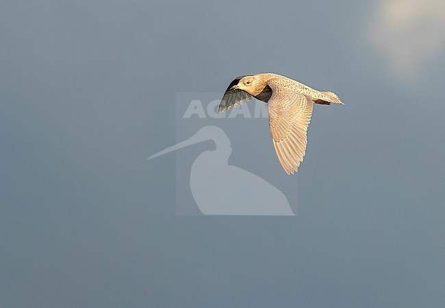 Wintering second calendar year Iceland Gull (Larus glaucoides) flying over arctic harbour in Varangerfjord, northern Norway. stock-image by Agami/Marc Guyt,