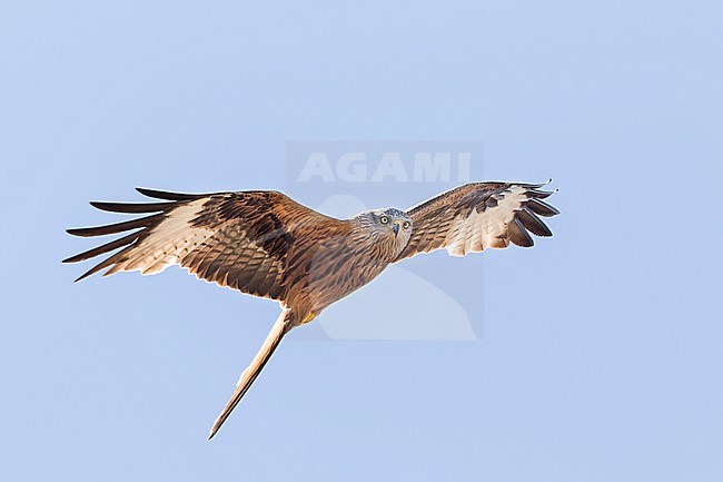 Red Kite - Rotmilan - Milvus milvus, France (Corsica), adult stock-image by Agami/Ralph Martin,