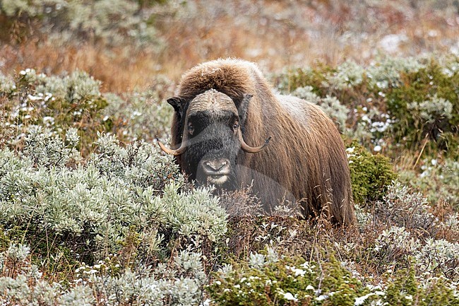 Male Muskox (Ovibos moschatus) in the Dovrefjell in Norway. An Arctic hoofed mammal of the family Bovidae introduced in parts of Scandinavia. stock-image by Agami/Alain Ghignone,