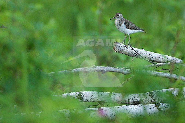 Common Sandpiper - Flussuferläufer - Actitis hypoleucos, Russia (Irkutsk), adult, breeding plumage stock-image by Agami/Ralph Martin,