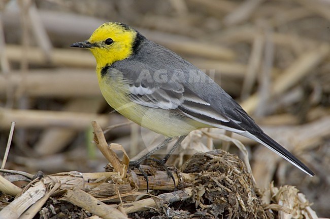 Citrine Wagtail adult standing; Citroenkwikstaart volwassen staand stock-image by Agami/Daniele Occhiato,