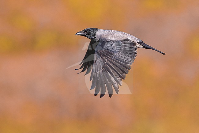 Hooded Crow, Corvus cornix, in Italy. stock-image by Agami/Daniele Occhiato,