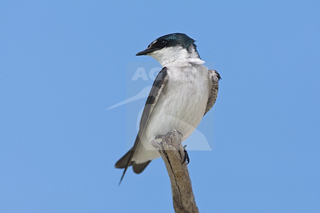 Mangrovezwaluw zittend op een tak, Mangrove Swallow perched on a branch stock-image by Agami/Wil Leurs,