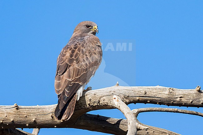 Adult (intermediate morph)
San Diego Co., CA
April 2023 stock-image by Agami/Brian E Small,