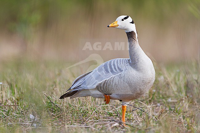 Bar-headed Goose - Streifengans - Anser indicus, Germany, adult stock-image by Agami/Ralph Martin,