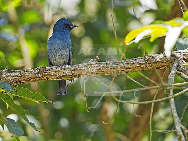Adult Nilgiri flycatcher (Eumyias albicaudatus) in India. Perched in a tree. stock-image by Agami/James Eaton,