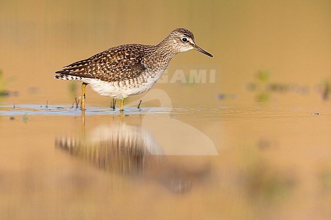 Wood Sandpiper (Tringa glareola), side view of an adult standing in the water, Campania, Italy stock-image by Agami/Saverio Gatto,