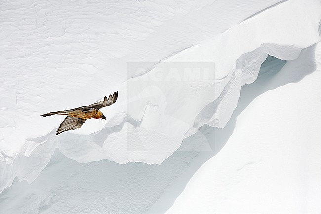 Bearded Vulture (Gypaetus barbatus) gliding in the sky in the high Alps mountains at a snow covered Gemmipass in Switzerland. stock-image by Agami/Chris van Rijswijk,