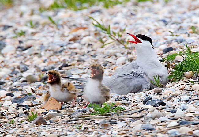 Visdief met jongen, Common Tern with young stock-image by Agami/Roy de Haas,