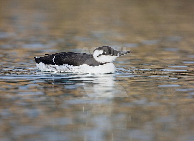 First-winter Common Guillemot (Uria aalge) swimming in the harbour of Wadden Isle Terschelling, Netherlands stock-image by Agami/Arie Ouwerkerk,