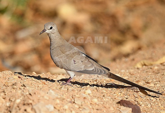  stock-image by Agami/Eduard Sangster,