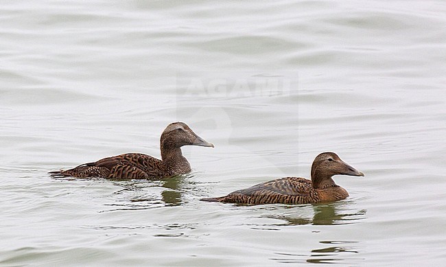 First winter male and first winter female Common Eider (Somateria mollissima) swimming side by side. Showing juvenile coverts, tertials and primaries. stock-image by Agami/Edwin Winkel,