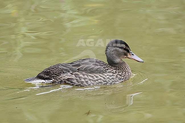 Swimming juvenile Mallard (Anas platyrhynchos) of an age of four to five weeks stock-image by Agami/Mathias Putze,