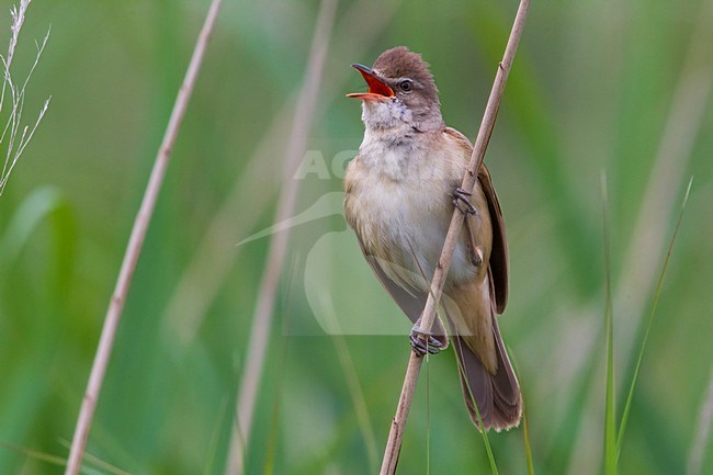 Grote Karekiet zingend in het riet; Great Reed Warbler singing in reed stock-image by Agami/Daniele Occhiato,