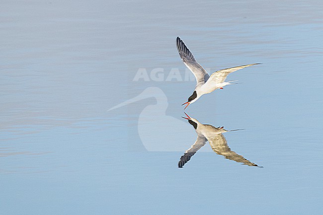  stock-image by Agami/Menno van Duijn,