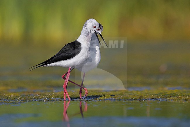 Black-winged Stilt (Himantopus himantopus), couple displaying in a marsh, Campania, Italy stock-image by Agami/Saverio Gatto,