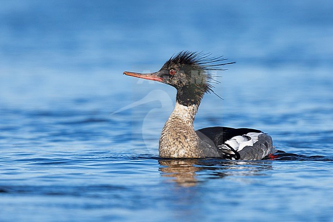 Red-breasted Merganser (Mergus serrator), adult male swimming in the water, Northeastern Region, Iceland stock-image by Agami/Saverio Gatto,