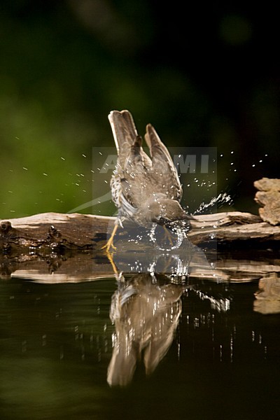 Grote Lijster bij drinkplaats; Mistle Thrush at drinking site stock-image by Agami/Marc Guyt,