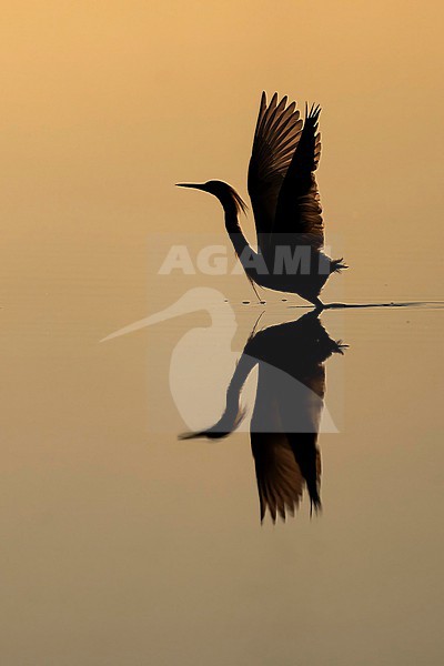 Snowy Egret (Egretta thula) hunting in morning light in Florida USA. stock-image by Agami/Marcel Burkhardt,
