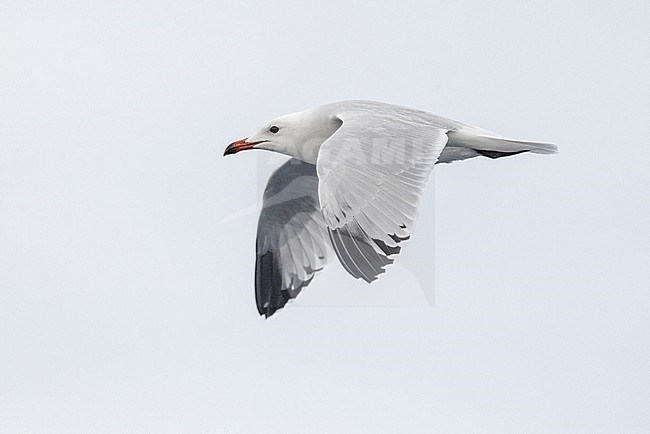 Audouin's Gull (Ichthyaetus audouinii), side view of an adult in flight, Campania, Italy stock-image by Agami/Saverio Gatto,