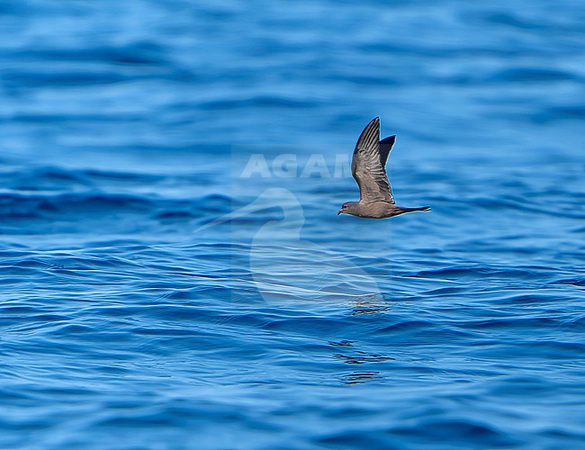 Black Storm Petrel, Hydrobates melania, in flight off the coast of Mexico. stock-image by Agami/Dani Lopez-Velasco,