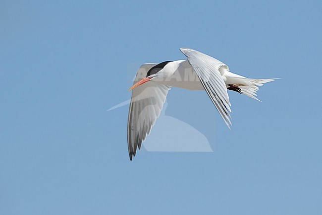 Adult Elegant Tern (Thalasseus elegans) in breeding plumage at San Diego County, California, USA in May 2016. stock-image by Agami/Brian E Small,