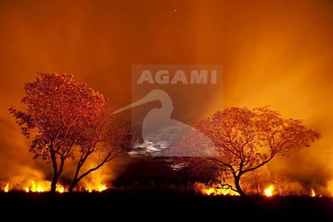 Bosbrand Pantanal, Bushfire Pantanal stock-image by Agami/Bence Mate,
