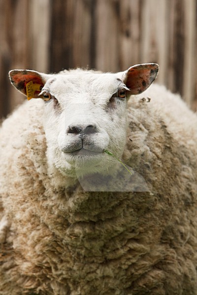 Portret van schaap Nederland, Portrait of sheep Netherlands stock-image by Agami/Wil Leurs,
