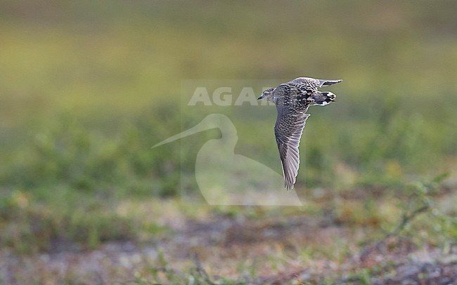 Juvenile Eurasian Dotterel (Charadrius morinellus) in flight, photo from behind showing wings above. Finland stock-image by Agami/Markku Rantala,