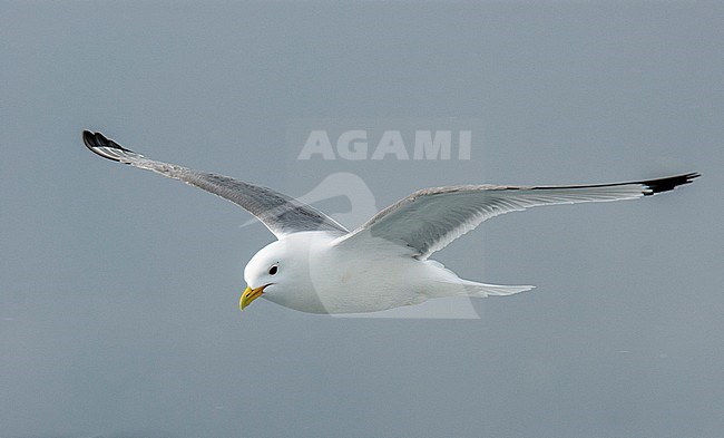 Black-legged Kittiwake (Rissa tridactyla) adult in flight stock-image by Agami/Roy de Haas,