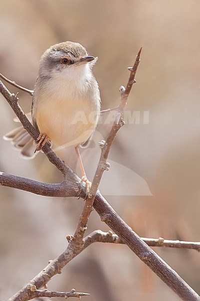 Pale Prinia (Prinia somalica) perched on a branch in Tanzania. stock-image by Agami/Dubi Shapiro,