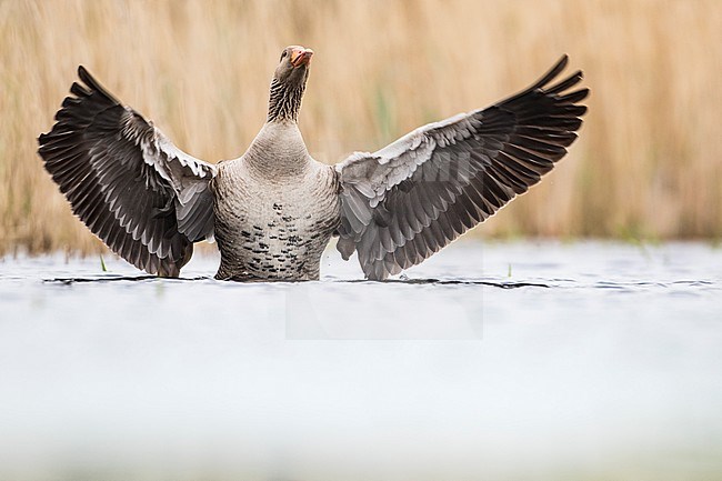 Grauwe Gans, Greylag Goose, Anser anser stock-image by Agami/Wil Leurs,