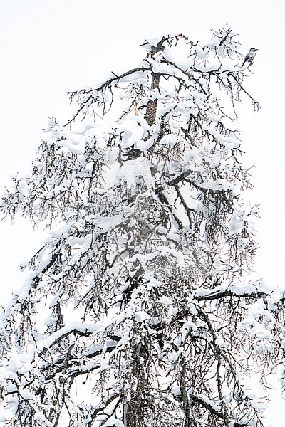 Kashmir nutcracker (Nucifraga multipunctata) in India. Perched in a snow covered tree. Also known as large-spotted nutcracker. stock-image by Agami/Dani Lopez-Velasco,