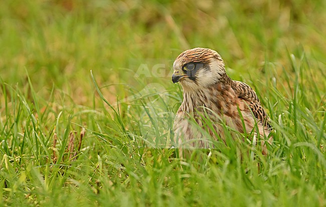 Falco vespertinus stock-image by Agami/Eduard Sangster,