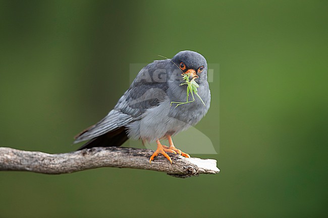adult male red-footed falcon (Falco vespertinus) perching on a branch carrying a green grasshopper, found in Hortobagy National Park stock-image by Agami/Mathias Putze,