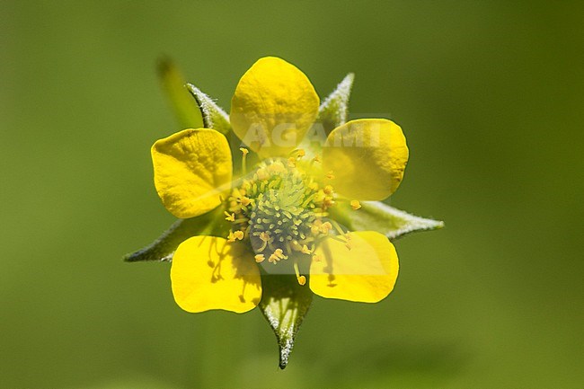 Wood Avens flower stock-image by Agami/Wil Leurs,